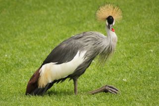 Balearica regulorum gibbericeps - Keniakronenkranich (Ostafrikanischer Kronenkranich)